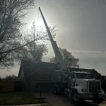 Diseased Tree Removal