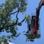 Strategic pruning to reduce risk from wind and heavy snow