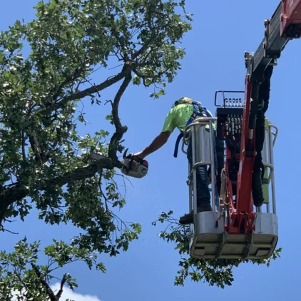 Strategic pruning to reduce risk from wind and heavy snow