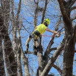 Tree Health Restoration