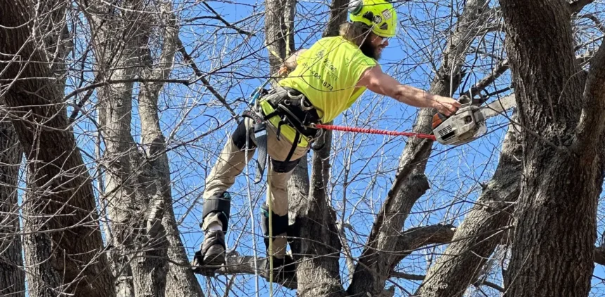 Tree Health Restoration
