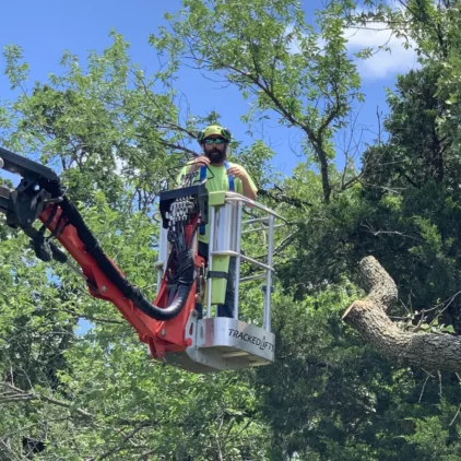 Stabilized weak limbs and co-dominant stems to prevent damage