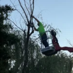 Comprehensive pruning and trimming to improve tree structure